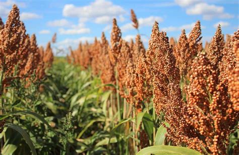  Sorghum: Explorando las Posibilidades Industriales de un Grano Versatile!