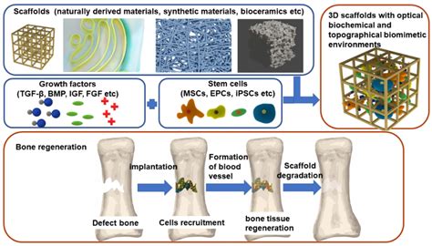  Wool-Derived Biomaterial: Unveiling the Hidden Potential of Fleece for Bone Regeneration!