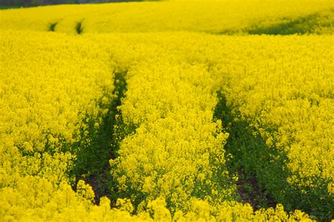 ¡Rapeseed: Explorando las Potencias de una Semilla Multifacética en la Industria!